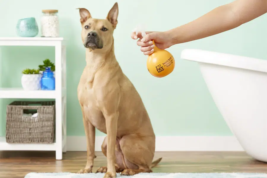 15 Best Perfumes for Dogs of all Kinds [2024]