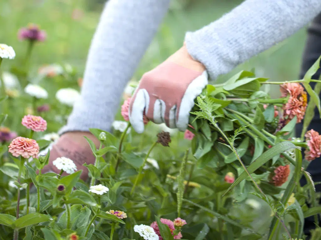 Tips for Harvesting Flowers for Perfumes